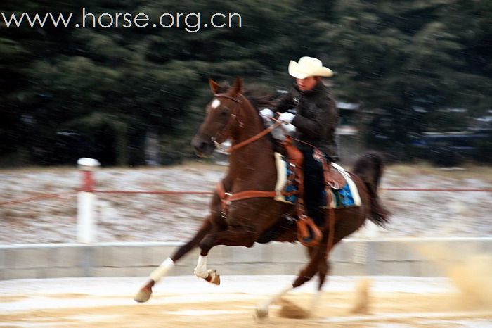 青岛马术协会2011年会最新图片