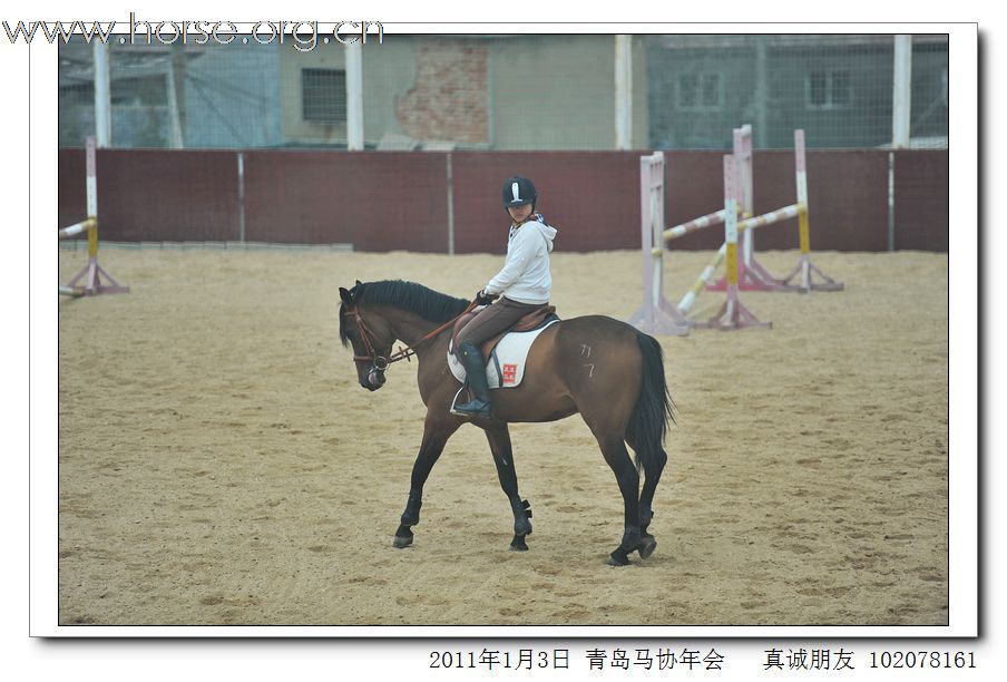 青岛市马术协会2011年年会精彩图片