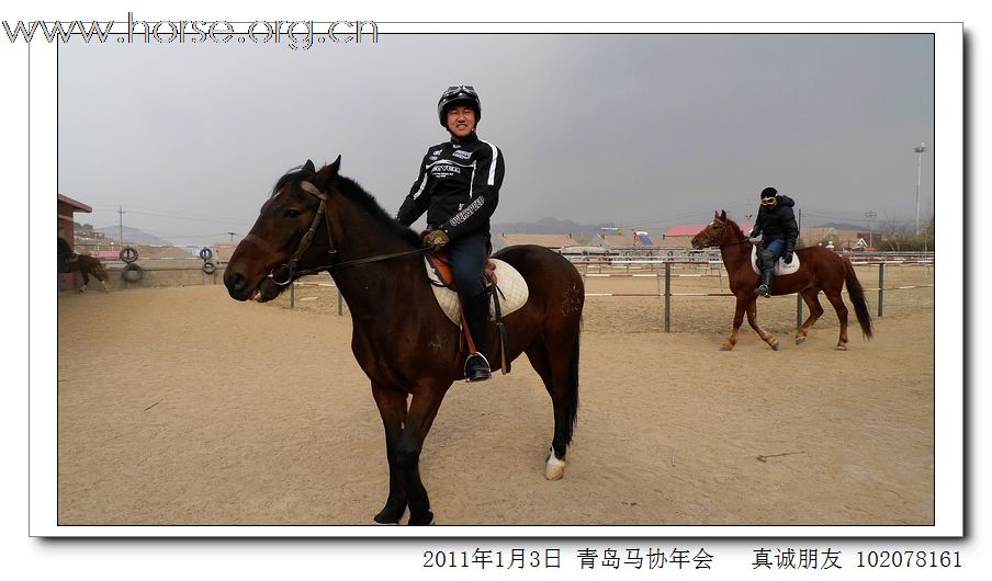 青岛市马术协会2011年年会精彩图片