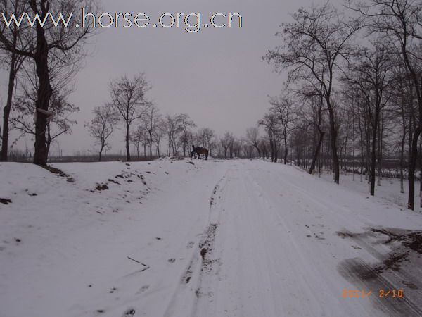 兔年初雪潮白河野骑