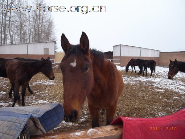 兔年初雪潮白河野骑