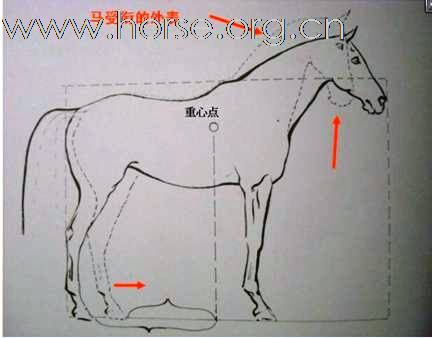 我的騎馬經驗分享（24）马真正受衔的规格和骑手感觉