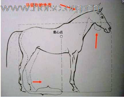 我的騎馬經驗分享（24）马真正受衔的规格和骑手感觉