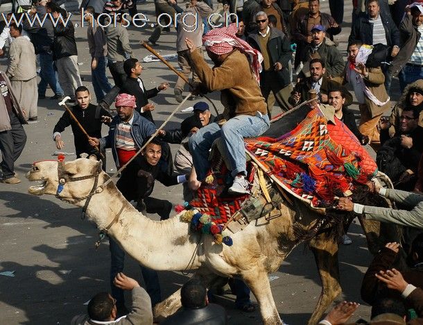 埃及街头上演“骑兵冲锋”