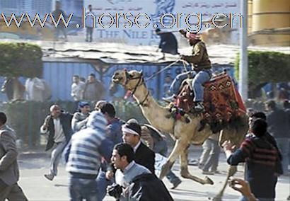 埃及街头上演“骑兵冲锋”