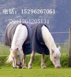 出售珍惜马种：矮马、微型马