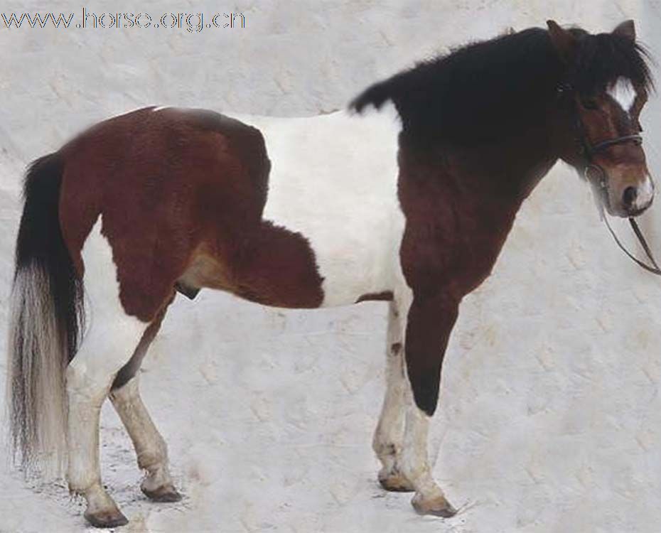 低价出售波兰马