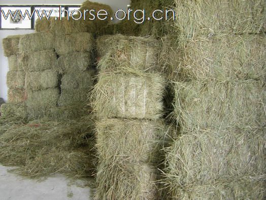 東莞 松山湖騎術俱樂部