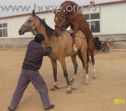 青岛登程马术~马匹出售！