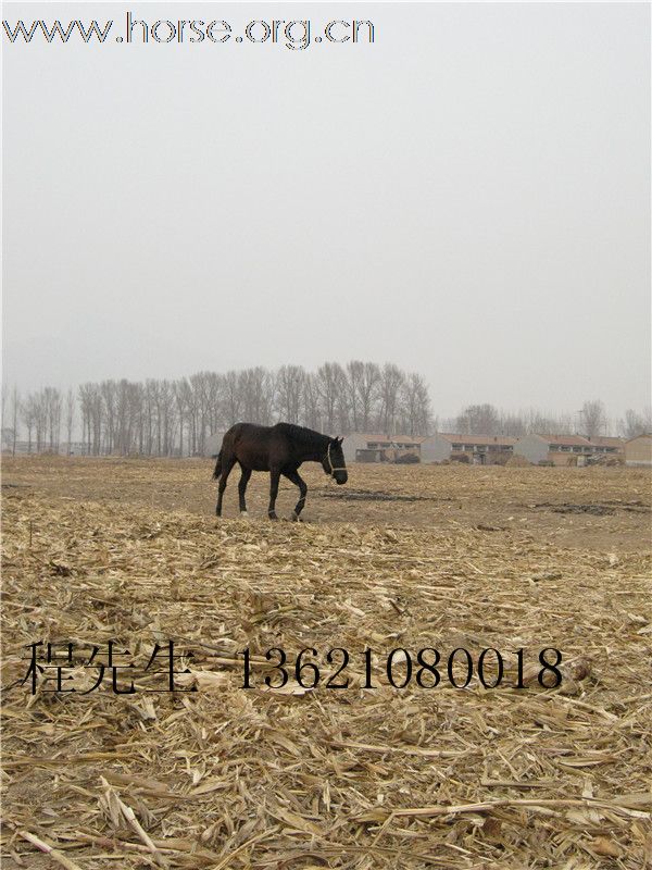 自养马出售，白马、黑马都有