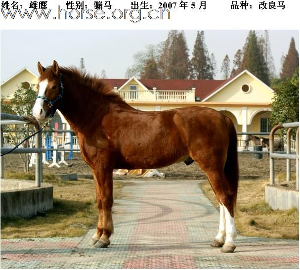 骏马出售