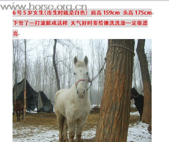 【出售马匹】【2011年2月27日最新待售马匹】