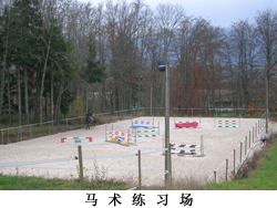 去法国买马，我们可以为您提供专业意见
