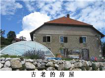 去法国买马，我们可以为您提供专业意见