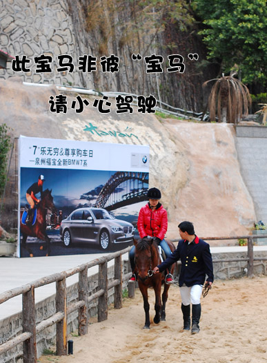 [原创]海湾马会又聚高朋  宝马良驹相映成趣