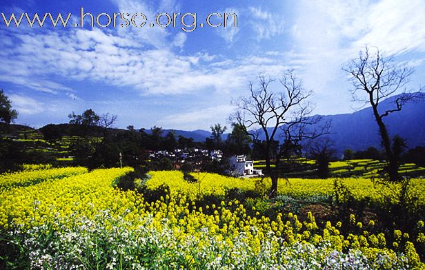 2011首届走马拍花看婺源活动