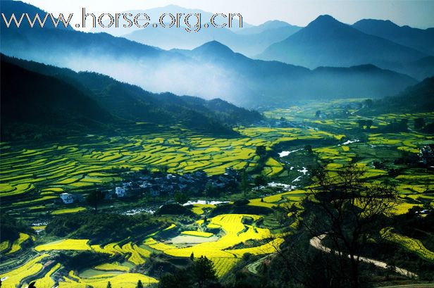 2011首届走马拍花看婺源活动