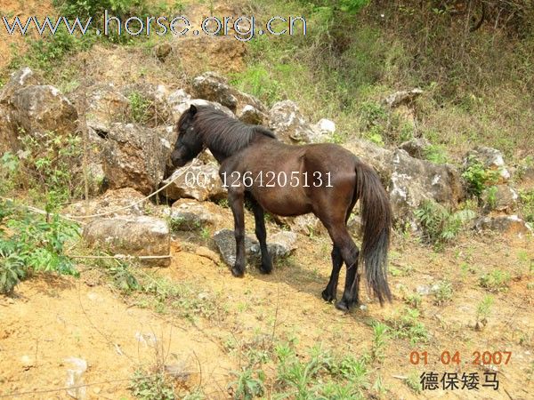 矮马、微型马、宠物马出售（批发）