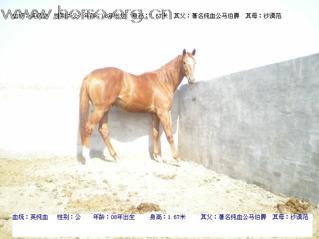 出售纯血公马