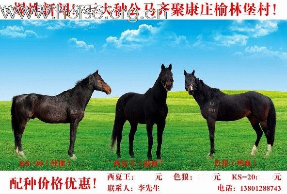 1.6米怀孕出售