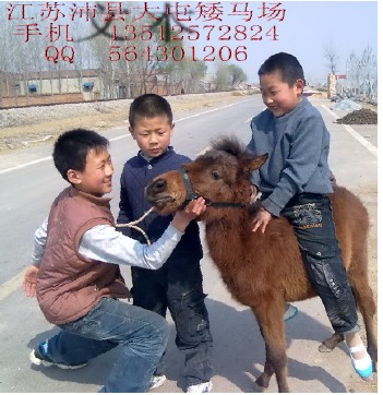 江苏沛县大屯矮马场  手机 13512572824