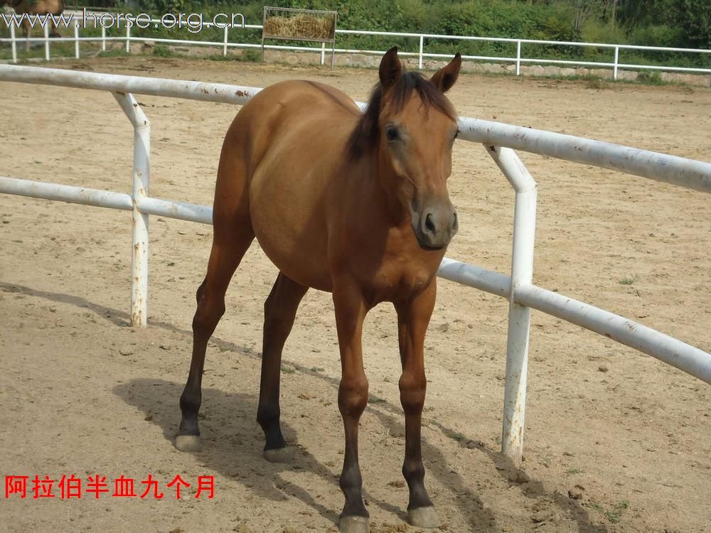 马匹出售