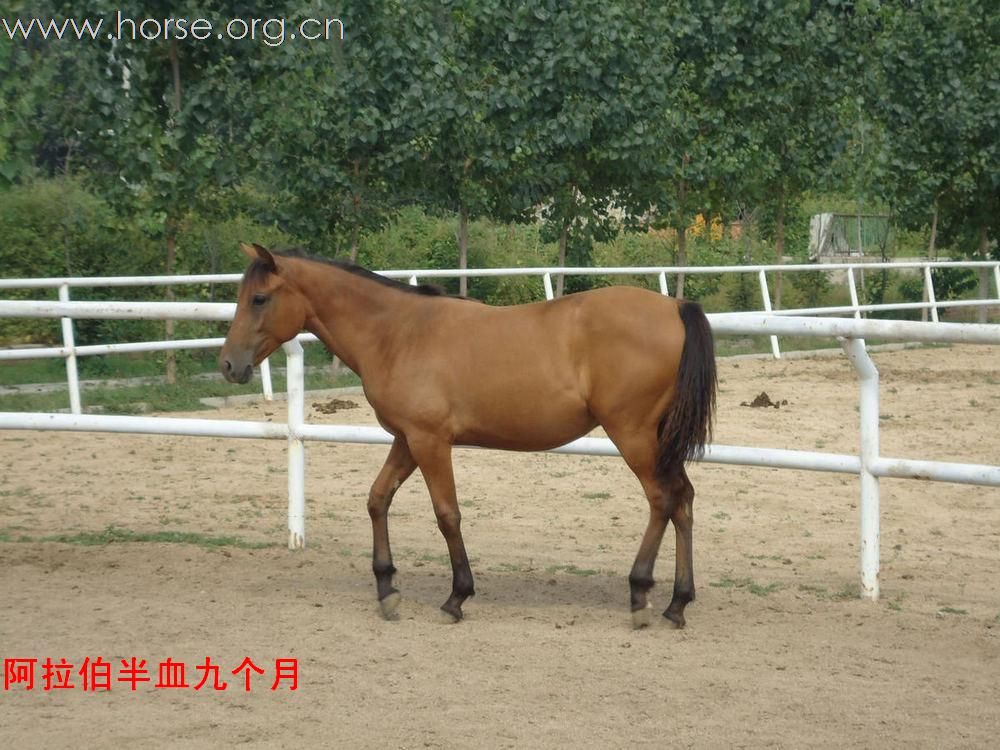 马匹出售