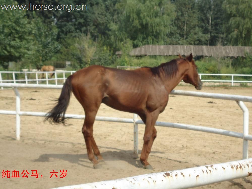 马匹出售