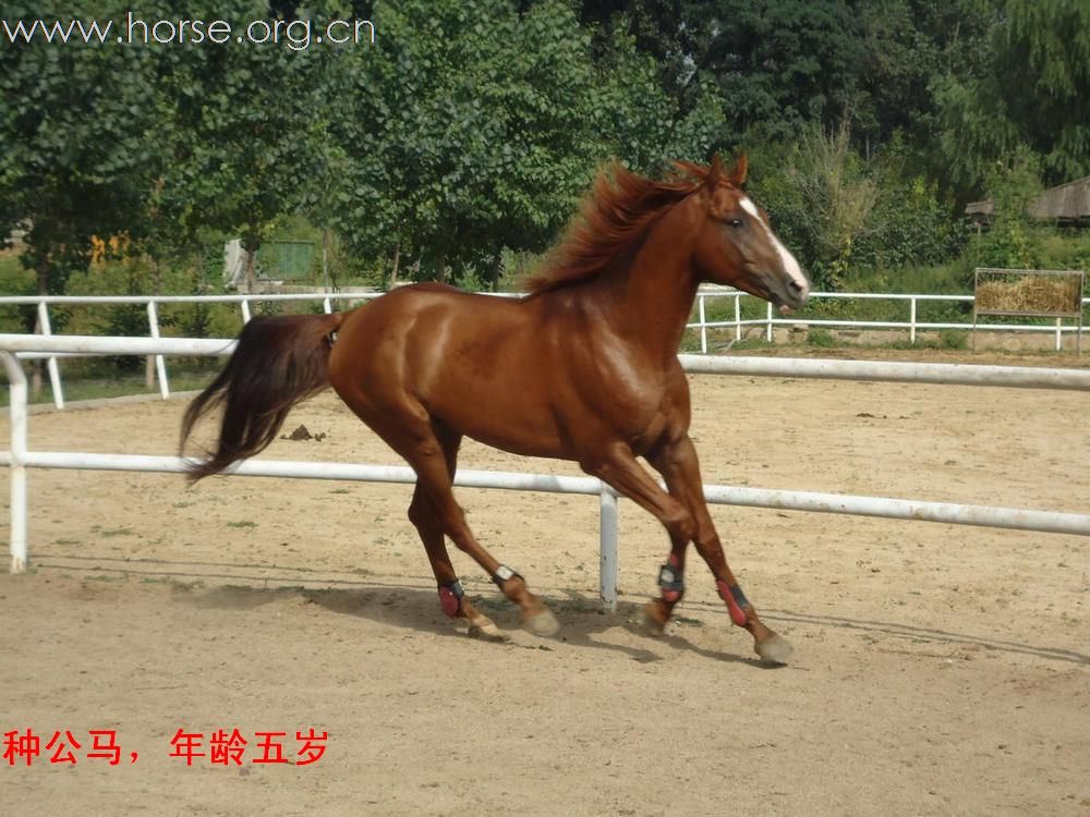 马匹出售