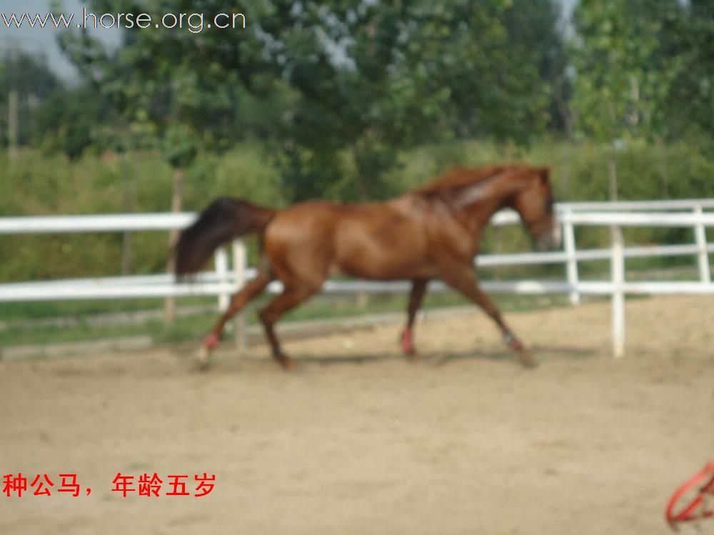 马匹出售