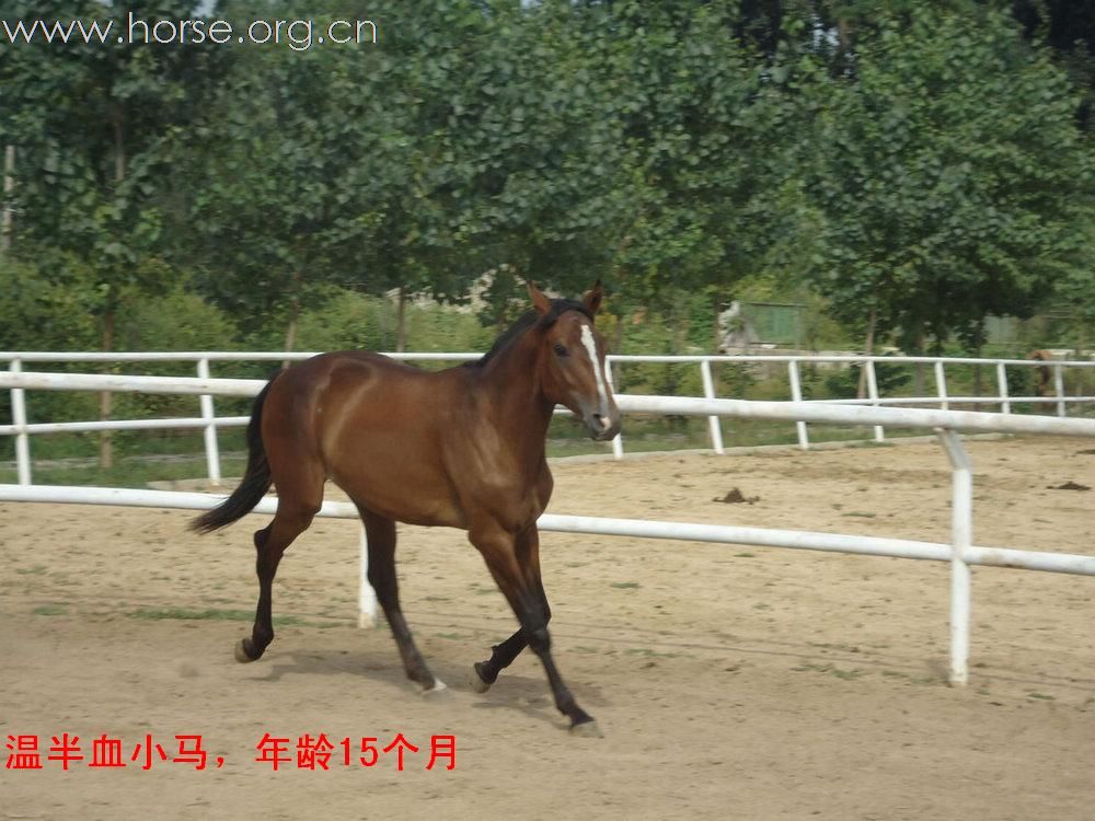 马匹出售