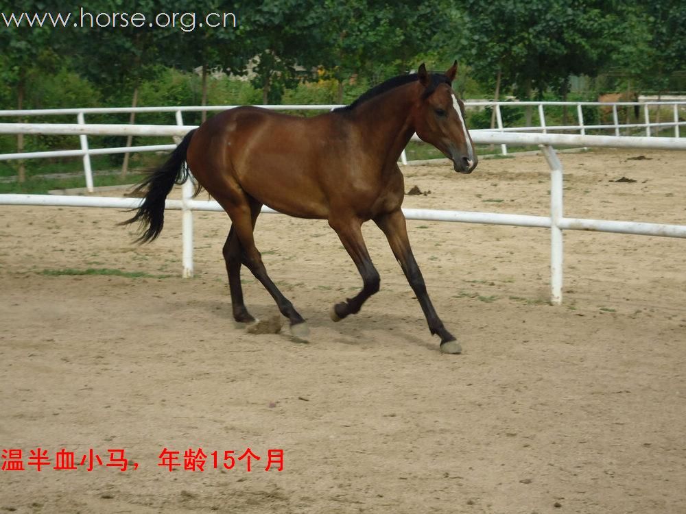 马匹出售