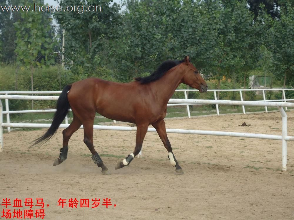 马匹出售