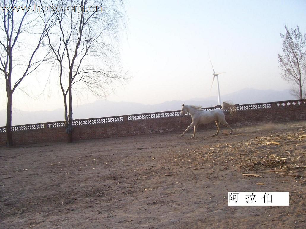 纯血出售
