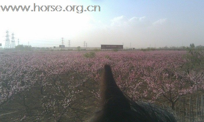 马面桃花相映红