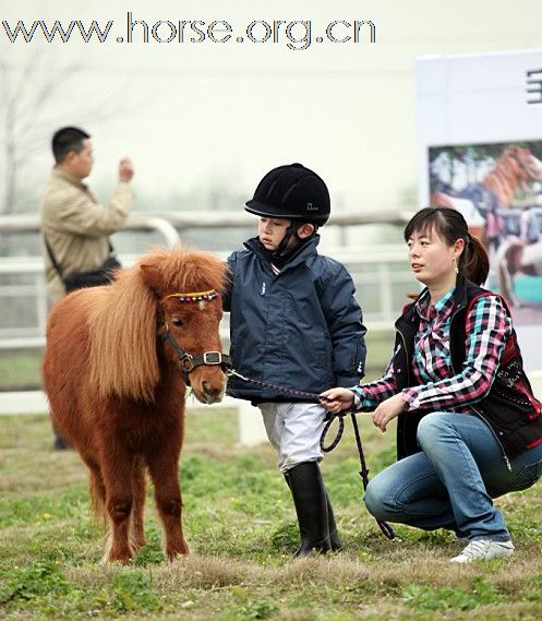 矮马宝贝在成都