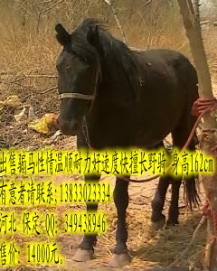 出售  为骏马寻求伯乐！！
