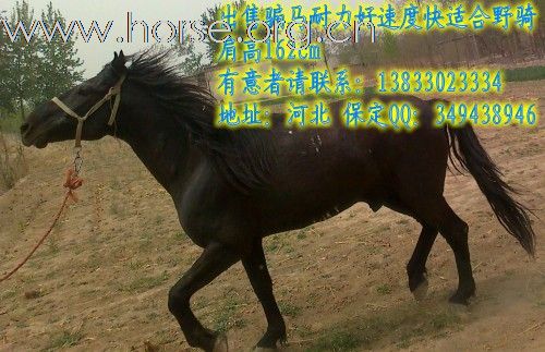 母马出售啦！爱马者看看。