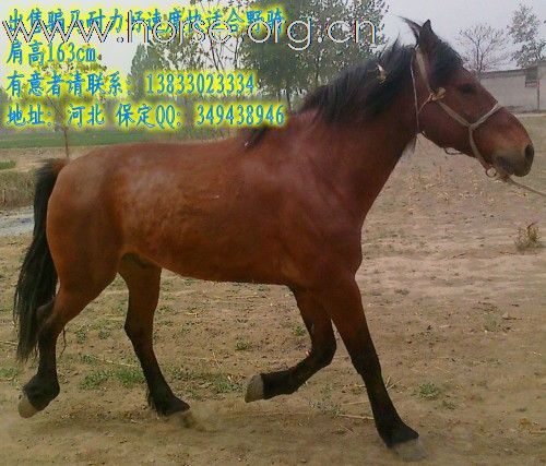 母马出售啦！爱马者看看。