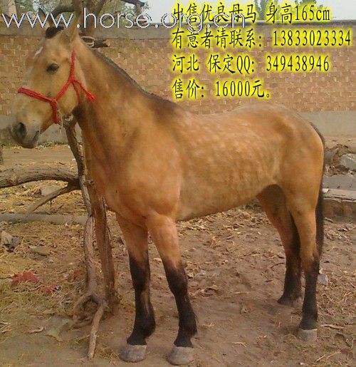 母马出售啦！爱马者看看。