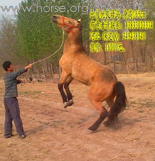 母马出售啦！爱马者看看。