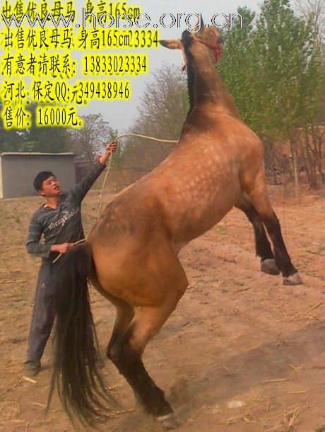 母马出售啦！爱马者看看。