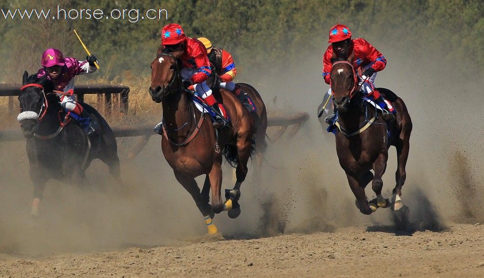 马主联谊杯”速度赛马（一）2011年4月2号