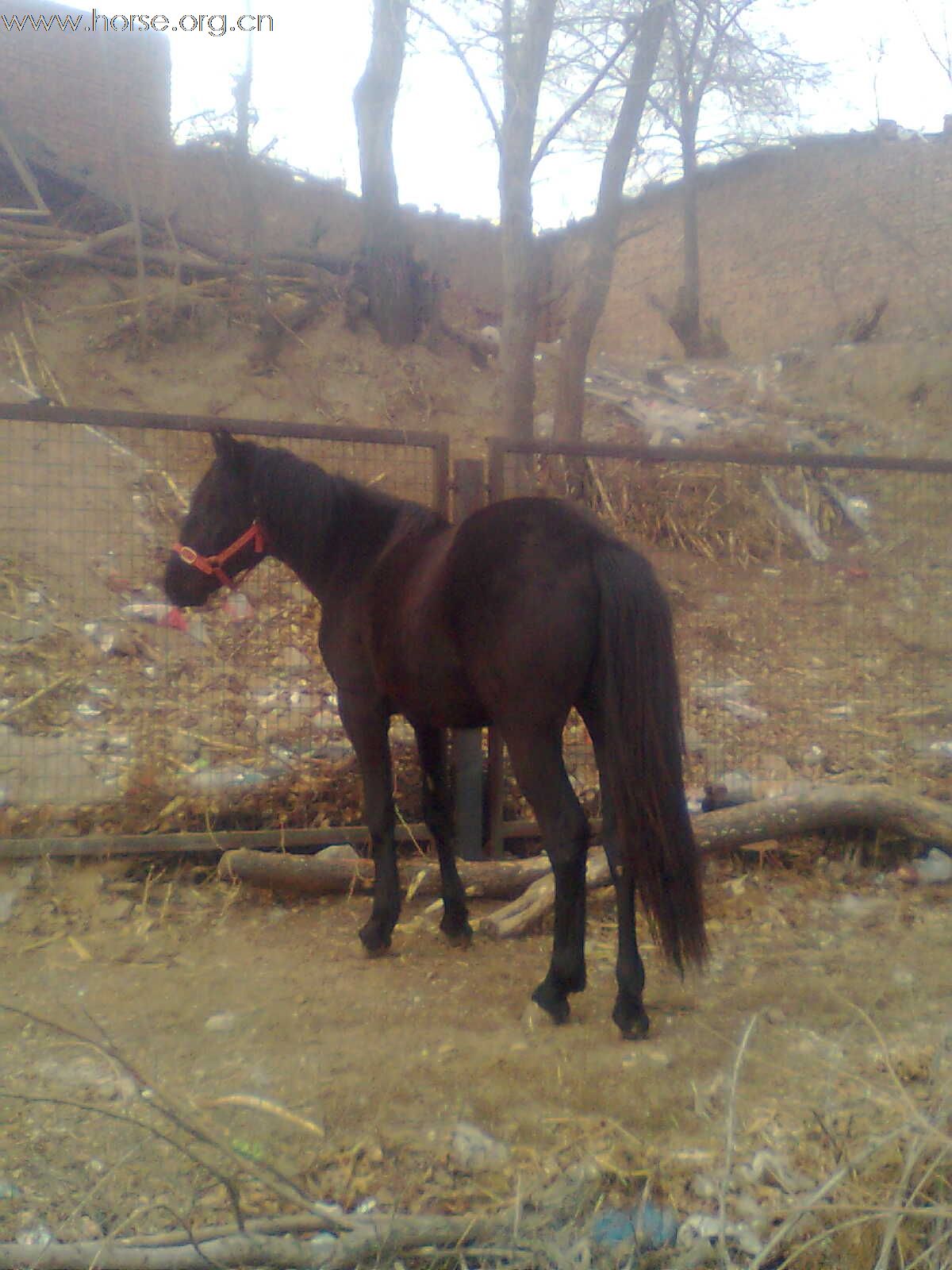 [原创]出售黑、青半血两匹