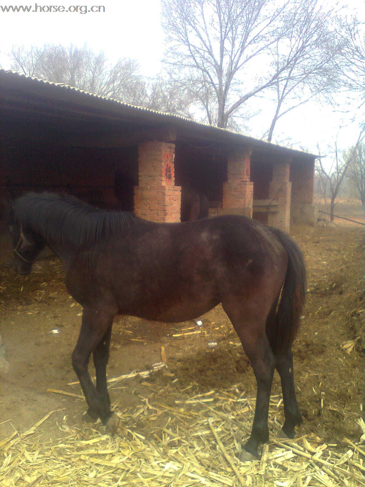 [原创]出售黑、青半血两匹