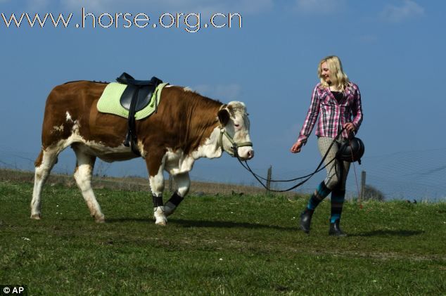 【图文】这才够“牛”，女孩骑牛跳障碍，奶牛变身"赛马"