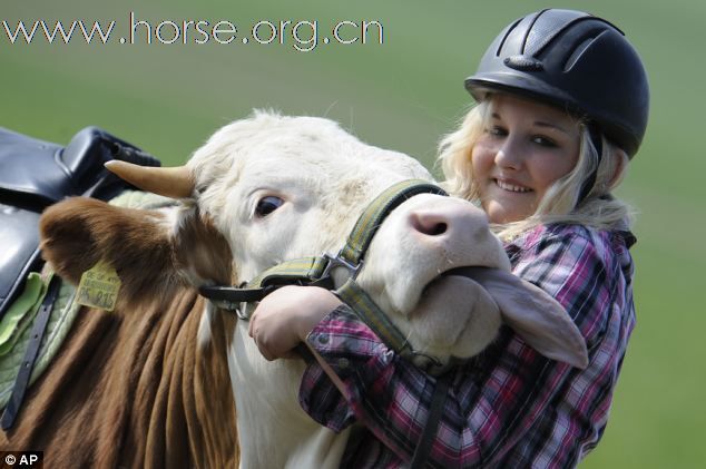 【图文】这才够“牛”，女孩骑牛跳障碍，奶牛变身"赛马"