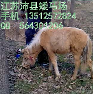 江苏沛县大屯矮马场  手机 13512572824