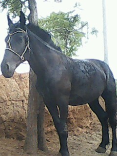 IMG0019A.jpg