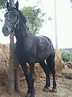 IMG0021A.jpg